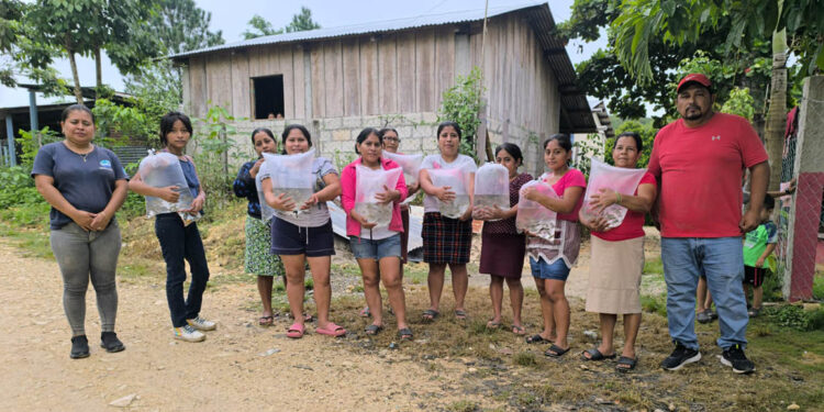 Entregan alevines de tilapia a comunidades de Dolores, Petén