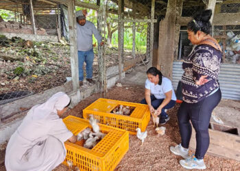 Entregan aves y capacitan en bioseguridad avícola