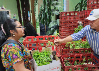 Entregan más de 35 mil pilones de hortalizas para huertos escolares