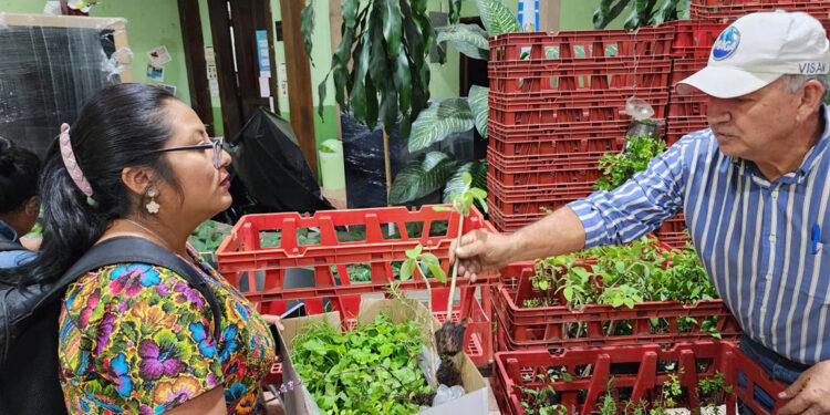 Entregan más de 35 mil pilones de hortalizas para huertos escolares