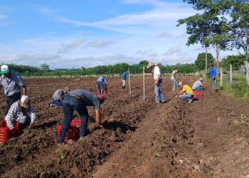 Entregan pilones de chile cobanero a productores de La Libertad