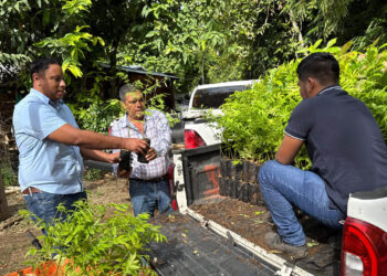 Entregan plantas forestales como parte de modelo de ganadería sostenible