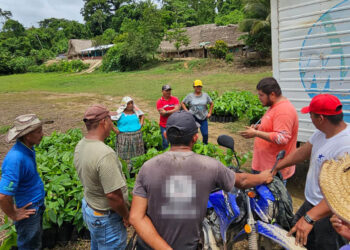 Entregan plántulas de cacao en la comunidad de Jalacte