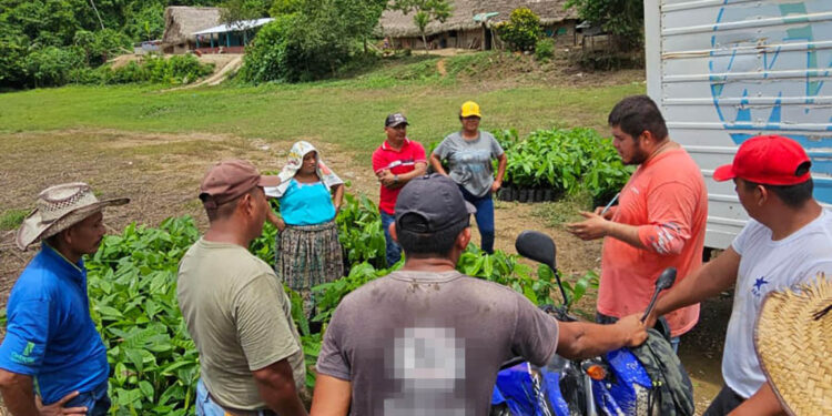 Entregan plántulas de cacao en la comunidad de Jalacte