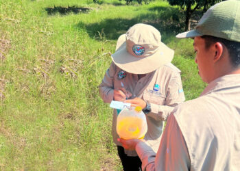 Fortalecen control fitosanitario del mango con monitoreo estratégico de plagas