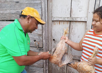 Fortalecen sanidad aviar con vacunaciones en Petén