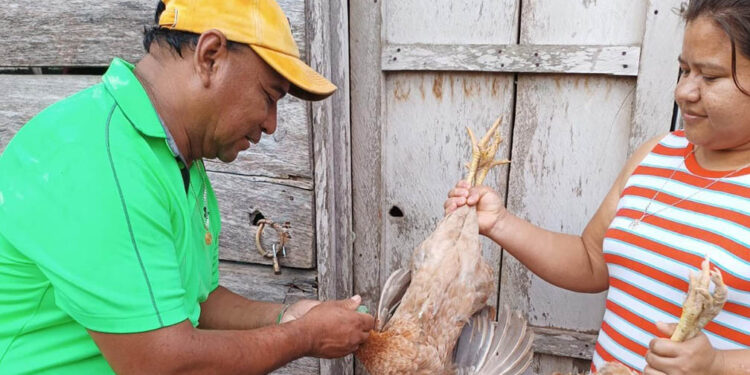 Fortalecen sanidad aviar con vacunaciones en Petén