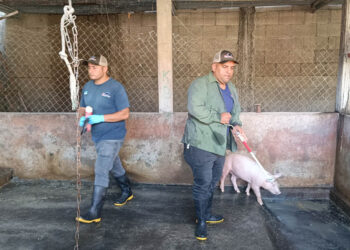 Fortalecen vigilancia epidemiológica y atención sanitaria en cerdos de traspatio