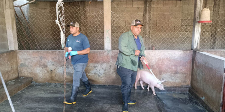 Fortalecen vigilancia epidemiológica y atención sanitaria en cerdos de traspatio