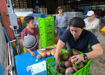 Guatemala exportó 14.7 millones de kilos de mango fresco a Estados Unidos