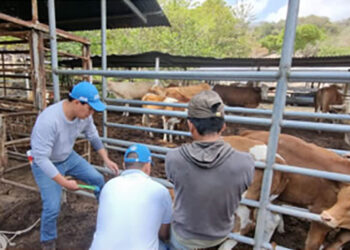 Guatemala refuerza la defensa contra enfermedades pecuarias con la identificación de bovinos