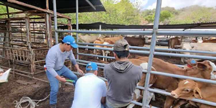 Guatemala refuerza la defensa contra enfermedades pecuarias con la identificación de bovinos