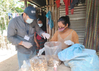 Hongo ostra una opción nutritiva para familias de Baja Verapaz