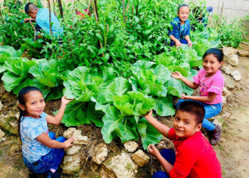 Huerto escolar en Tierra Blanca, siembra de conocimientos y valores