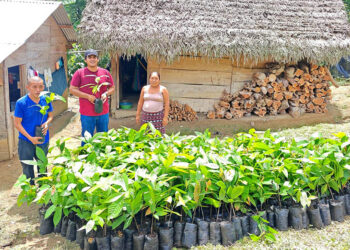Impulsan la producción de cacao en Petén