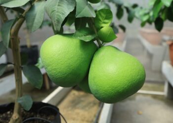 Impulsan la producción de cítricos sanos y resistentes al HLB en Guatemala