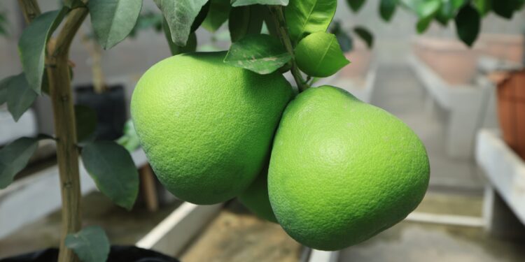 Impulsan la producción de cítricos sanos y resistentes al HLB en Guatemala