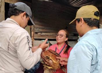 Impulsan sanidad avícola con jornada de vacunación en Retalhuleu