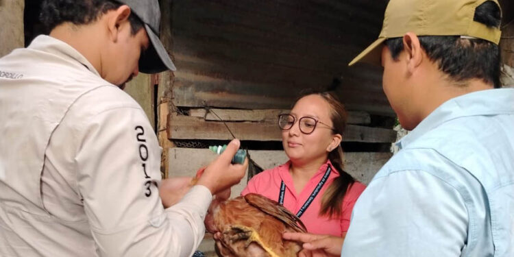 Impulsan sanidad avícola con jornada de vacunación en Retalhuleu