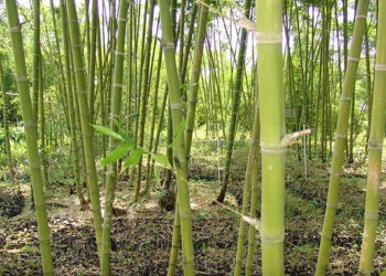 Impulso al cultivo y transformación del bambú