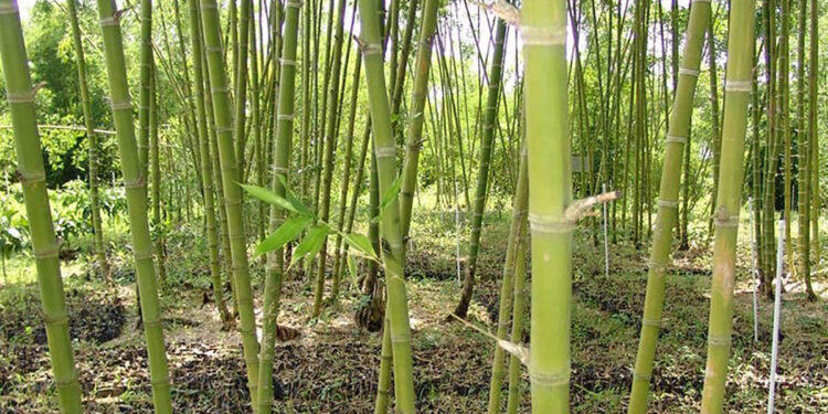 Impulso al cultivo y transformación del bambú