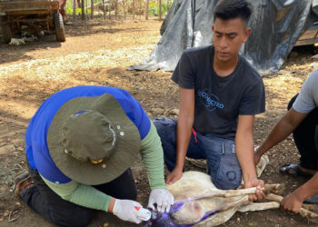 Inspeccionan más de nueve mil animales por Gusano Barrenador