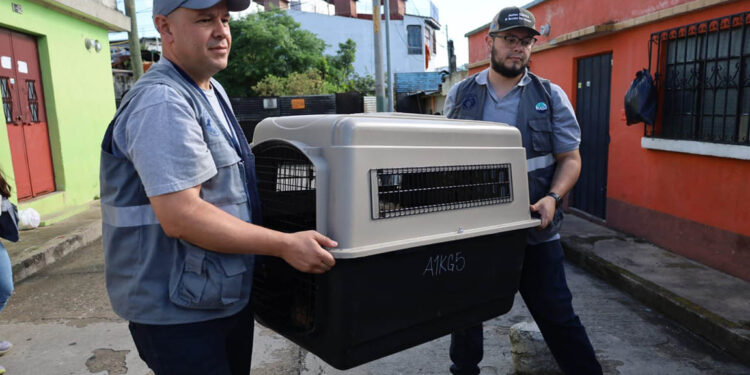 Integran mesa de trabajo por la protección de los animales en Uspantán