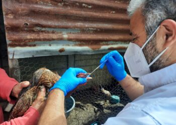 Intensifican acciones de vigilancia epidemiológica contra influenza aviar en Izabal