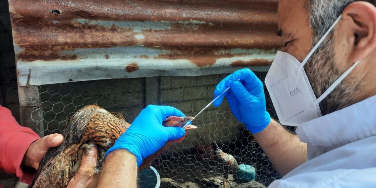 Intensifican acciones de vigilancia epidemiológica contra influenza aviar en Izabal