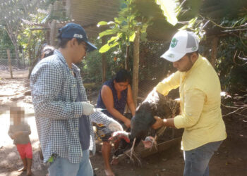 Jornada de sanidad animal en Poptún