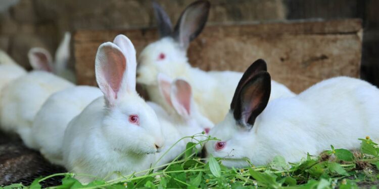 La cunicultura es una opción sostenible para la Agricultura Familiar