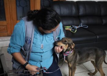 La rabia se puede prevenir, vacune a su mascota y proteja su vida