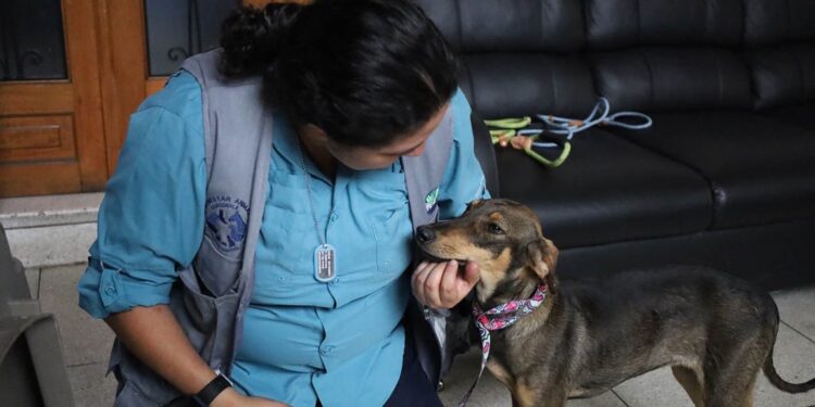 La rabia se puede prevenir, vacune a su mascota y proteja su vida