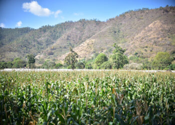 Lluvias irregulares obligan a monitorear 253 municipios en todo el país