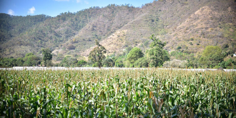 Lluvias irregulares obligan a monitorear 253 municipios en todo el país
