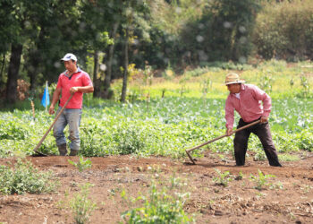 Los guardianes de la sanidad vegetal en Guatemala
