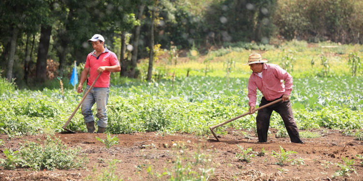Los guardianes de la sanidad vegetal en Guatemala