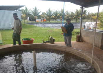Monitorean calidad de alevines en San Francisco Petén