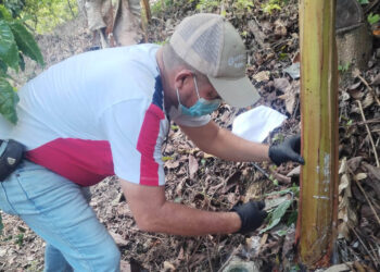 Monitorean plantaciones de plátano y banano para prevenir Fusarium Raza 4 Tropical