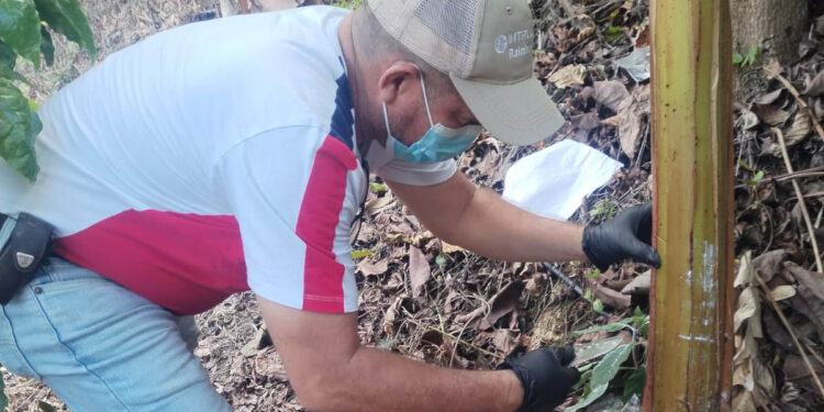 Monitorean plantaciones de plátano y banano para prevenir Fusarium Raza 4 Tropical
