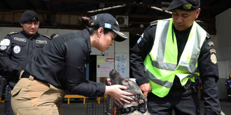 Nuevos ejemplares caninos fortalecen lucha contra el crimen organizado