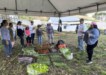 Producidas más de 287 mil plántulas de hortalizas para fortalecer la agricultura familiar