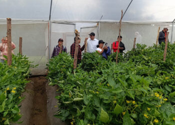 Productores de tomate aprenden manejo de cultivo