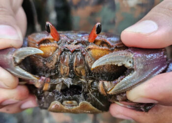 Realizan estudio para proteger al cangrejo Nazareno