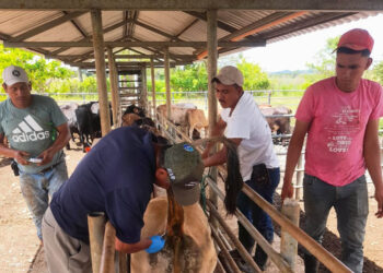 Realizan muestreo serológico y prueba de tuberculosis a bovinos en Petén