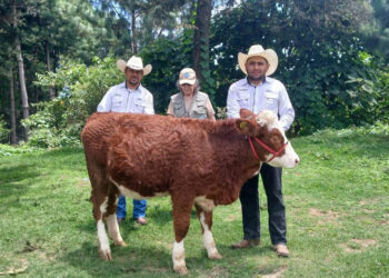Realizan peritaje zootécnico de ganado Simmental en Chimaltenango