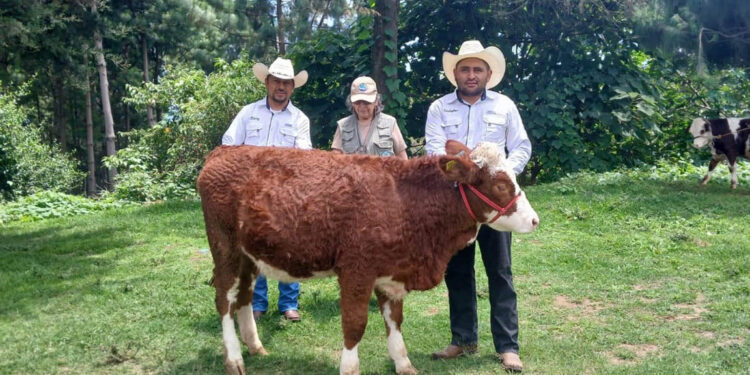 Realizan peritaje zootécnico de ganado Simmental en Chimaltenango