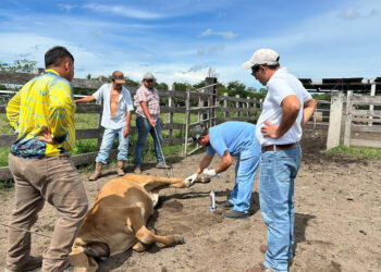 Recuperados el 97% de los animales afectados por Gusano Barrenador
