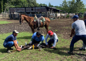 Refuerzan controles para combatir el Gusano Barrenador en siete departamentos