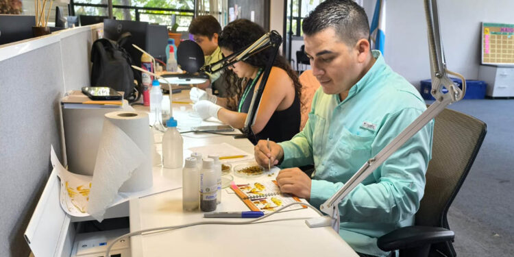 Refuerzan monitoreo de moscas de la fruta en zonas productoras de mango